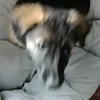 piesmika