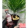 perfumesellerinisolo_1l1