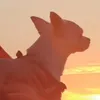 loki.loki66
