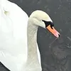 swan.memes