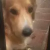guidogonzalesrenart