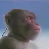 𝑷𝒆𝒅𝒓𝒂𝒅𝒂𝒔🎵