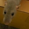 el_rat46