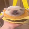 giggles_mcdonalds