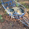 rascalthecatt