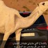 a5o3alsubeia1
