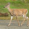 wild animals life