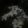 adaa_privvacc