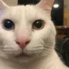 cake_1.42