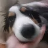 koniaraaak