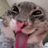 leondawgg