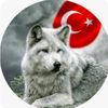ankara551