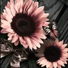 timerr.editzz