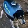pedro.0.80