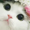 zain_.9eb152