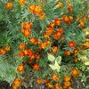 afrin_1260