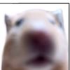 bean_598