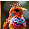user9445061215395