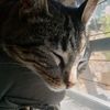 elweon_delgato