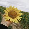 viaa_f4