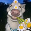 sunnflower.souul
