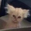 barkingcats39