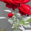 user968116940024