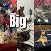 littlebigpaws