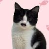miki_kiwi.paws