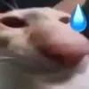 htungdepzainhatthegioi