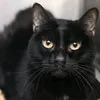 gato_negro_03