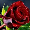 user9260086082544