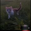 your_cat_44