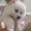 baothulaimay