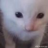 Anari.rat