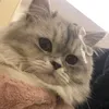shano_611
