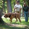 gailmhound