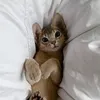 leopwpenex