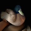 puddlestheduck1
