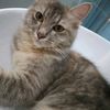 catcat_1695