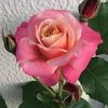 nil.akash2776