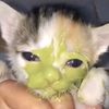 pipo_kucing