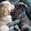 tobyandlilly