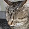 lovemycat_ronu_vishi