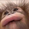 monke