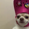 ewwoss