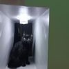 panda_didam