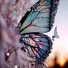 butterfly23rd1