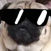 ticktokrock_thepug