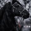 alreem_754